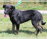 Small #1 Labrador Retriever Mix