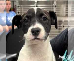 Labrador Retriever-Unknown Mix Dogs for adoption in Washington, DC, USA