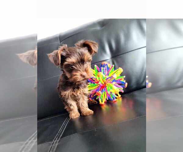 Medium Photo #3 Yorkshire Terrier Puppy For Sale in CEDAREDGE, CO, USA