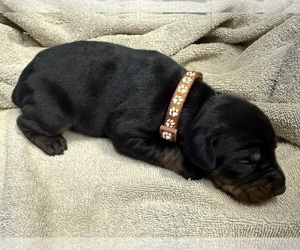 Doberman Pinscher Puppy for sale in NEWTON, NC, USA
