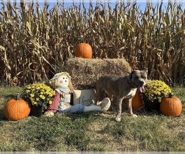 Medium Photo #2 Bullboxer Pit Puppy For Sale in Evansville, IN, USA