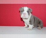 Small Photo #1 English Bulldog Puppy For Sale in HIALEAH, FL, USA