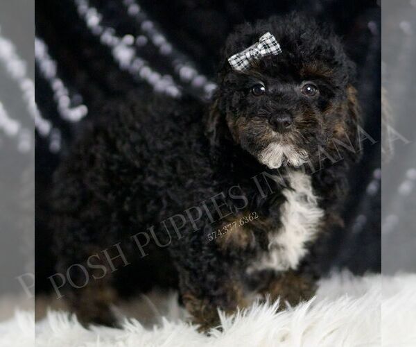 Medium Photo #3 Poodle (Toy) Puppy For Sale in WARSAW, IN, USA
