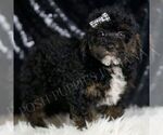 Small #2 Poodle (Toy)