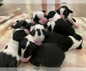 Sheepadoodle Puppy for sale in CANYON, TX, USA