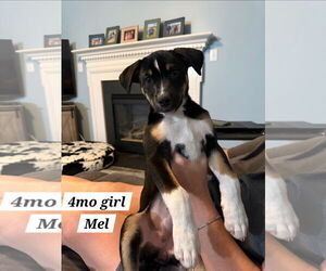 American Pit Bull Terrier-German Shepherd Dog Mix Dogs for adoption in Chester, VA, USA