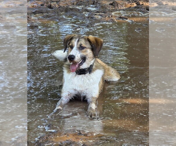 Medium Photo #3 Australian Shepherd-Unknown Mix Puppy For Sale in Tabernash, CO, USA