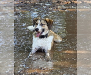 Felix - Male Australian Shepherd-Unknown Mix Dog for Adoption - Photo #3