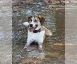 Small Photo #3 Australian Shepherd-Unknown Mix Puppy For Sale in Tabernash, CO, USA