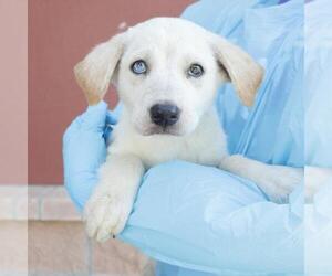 Labrador Retriever-Unknown Mix Dogs for adoption in San Antonio, TX, USA