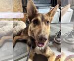 Small #4 German Shepherd Dog Mix