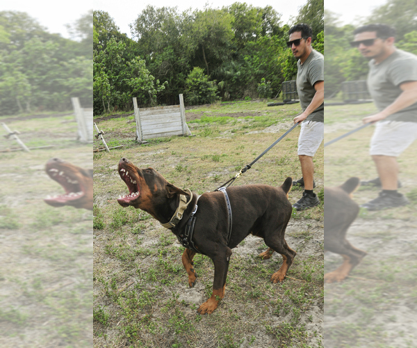 Medium Photo #114 Doberman Pinscher Puppy For Sale in FORT LAUDERDALE, FL, USA