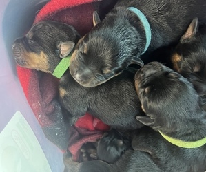 Rottweiler Puppy for Sale in CLEARWATER, Florida USA