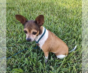 Chihuahua-Unknown Mix Dogs for adoption in New York, NY, USA