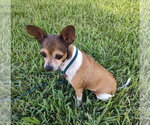 Small Chihuahua Mix