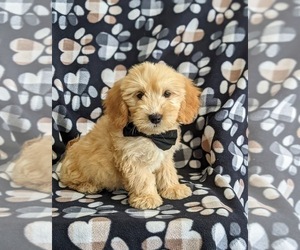 Goldendoodle (Miniature) Puppy for sale in QUARRYVILLE, PA, USA