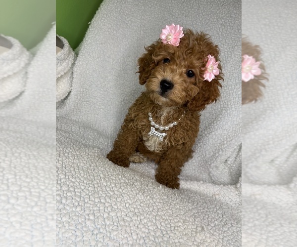 Medium Photo #1 Goldendoodle mix (+ Poodle Miniature) Puppy For Sale in RANDOLPH, MA, USA