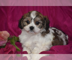 Cavachon Puppy for sale in ELDORADO, OH, USA