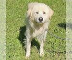 Small #1 Golden Pyrenees