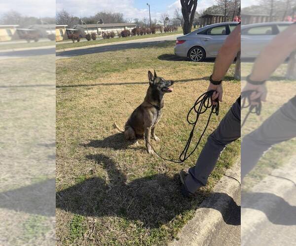 Medium Photo #3 Mutt Puppy For Sale in Imlay City, MI, USA