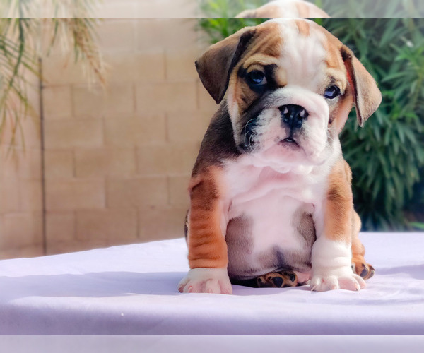 Medium Photo #13 English Bulldog Puppy For Sale in LAS VEGAS, NV, USA