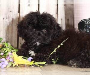 Zuchon Puppy for sale in MOUNT VERNON, OH, USA