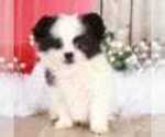 Small #1 Shih Tzu