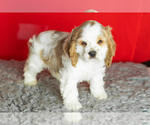 Small Photo #26 Cocker Spaniel Puppy For Sale in NAPPANEE, IN, USA