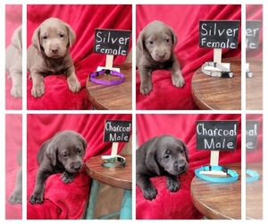 Labrador Retriever Litter for sale in PIEDMONT, SD, USA