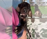 Small #1 Plott Hound Mix