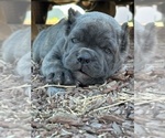 Puppy Puppy 8 Cane Corso