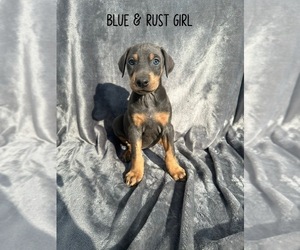 Doberman Pinscher Puppy for Sale in SPRINGVILLE, Indiana USA