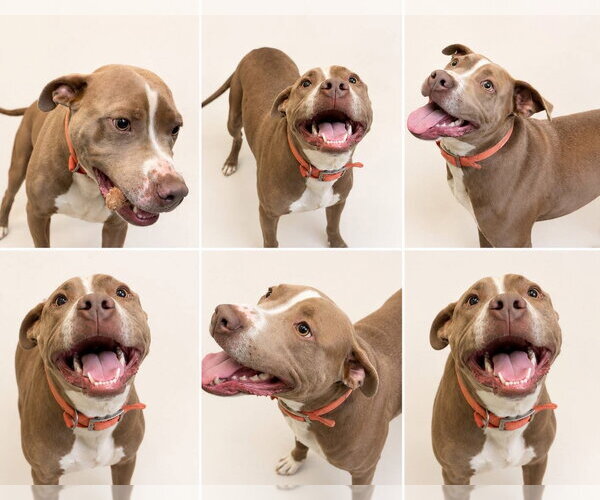 Medium Photo #6 American Staffordshire Terrier-Unknown Mix Puppy For Sale in Oakhurst, NJ, USA