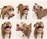 Small #5 American Staffordshire Terrier Mix