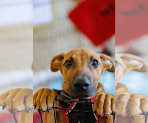 German Shepherd Dog-Unknown Mix Dogs for adoption in The Woodlands, TX, USA