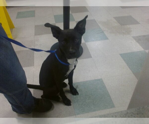 Medium Photo #1 American Pit Bull Terrier-Unknown Mix Puppy For Sale in Oklahoma City, OK, USA