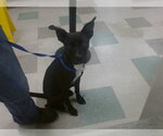 A469092 - Female American Pit Bull Terrier-Unknown Mix Dog for Adoption - Small photo