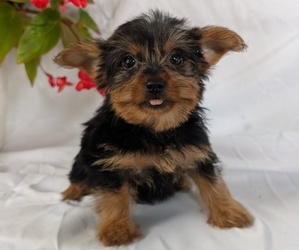 Medium Yorkshire Terrier