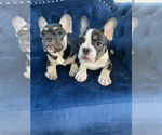 Small Photo #92 French Bulldog Puppy For Sale in CHARLOTTE, NC, USA