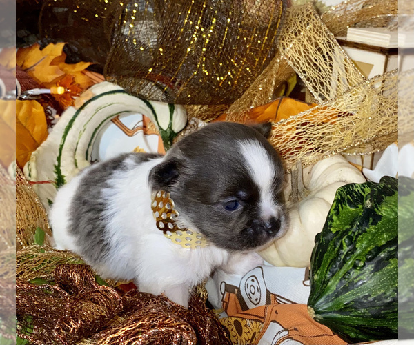 Medium Photo #1 Chihuahua Puppy For Sale in RAWSONVILLE, MI, USA