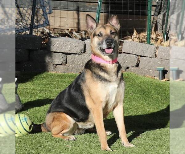 Medium Photo #2 Mutt Puppy For Sale in San Diego, CA, USA