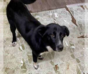 Borador Dogs for adoption in Mount Laurel, NJ, USA