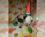 Puppy Peaches Pug