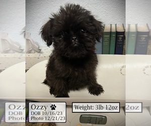 Brussels Griffon Puppy for sale in TEMPE, AZ, USA