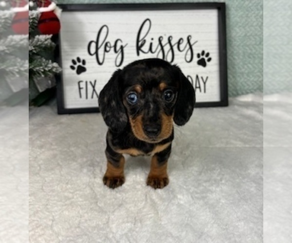 Medium Photo #1 Dachshund Puppy For Sale in GREENFIELD, IN, USA