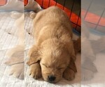 Small Photo #3 Golden Retriever Puppy For Sale in ORLAND PARK, IL, USA