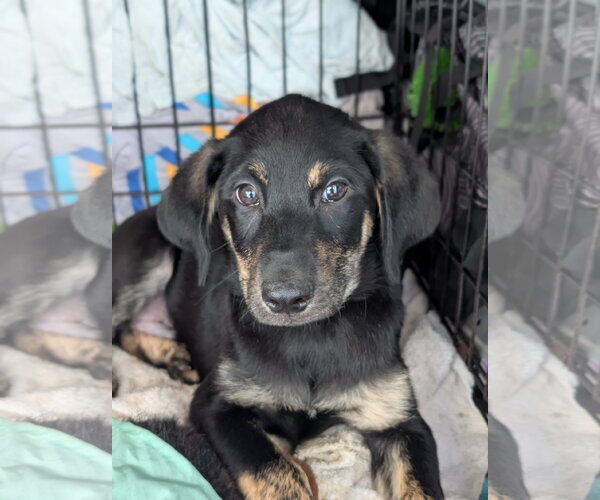 Medium Photo #3 Labrador Retriever-Unknown Mix Puppy For Sale in Holly Springs, NC, USA