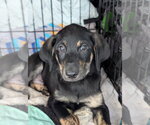 Small #2 Labrador Retriever Mix