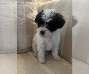 YorkiePoo Puppy for sale in RIVERSIDE, CA, USA