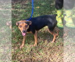 Small Photo #3 Rat Terrier-Unknown Mix Puppy For Sale in Canton, CT, USA